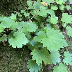 Coastal brookfoam(Boykinia occidentalis)