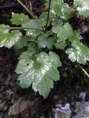 Coastal brookfoam(Boykinia occidentalis)