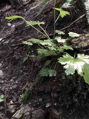 Coastal brookfoam(Boykinia occidentalis)