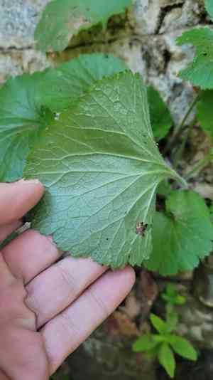 Roundleafed brookfoam(Boykinia rotundifolia)