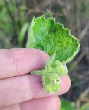 Roundleafed brookfoam(Boykinia rotundifolia)