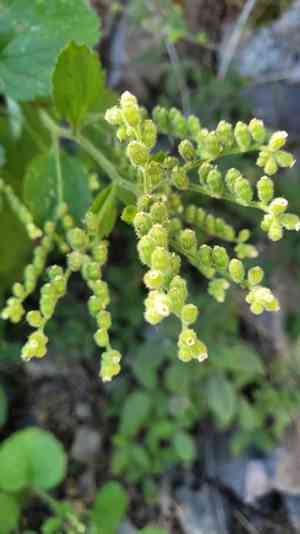 Roundleafed brookfoam(Boykinia rotundifolia)