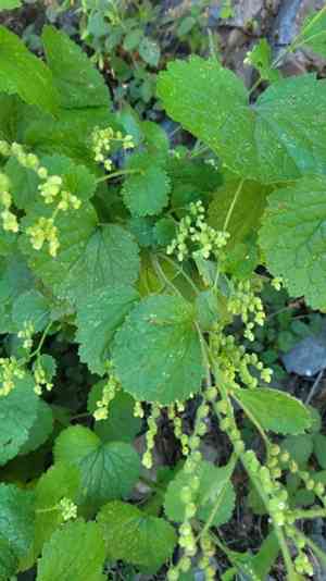 Roundleafed brookfoam(Boykinia rotundifolia)