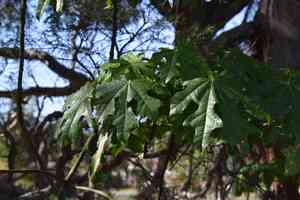 Illawarra flame tree(Brachychiton acerifolius)