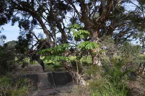 Illawarra flame tree(Brachychiton acerifolius)