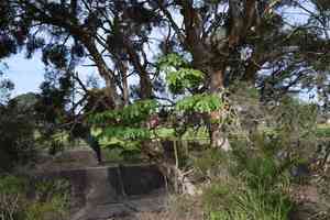Illawarra flame tree(Brachychiton acerifolius)