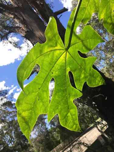 Illawarra flame tree(Brachychiton acerifolius)