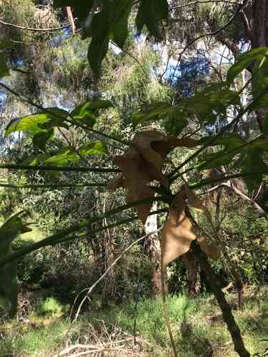 Illawarra flame tree(Brachychiton acerifolius)