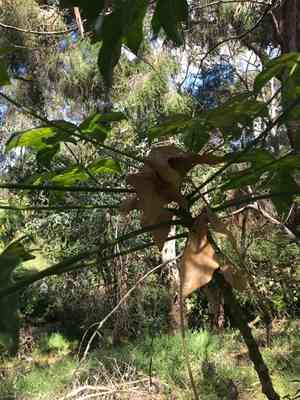 Illawarra flame tree(Brachychiton acerifolius)
