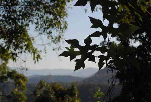 Queensland lacebark(Brachychiton discolor)