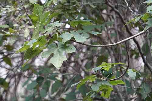Queensland lacebark(Brachychiton discolor)