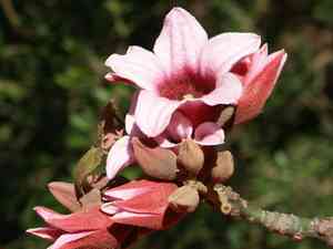 Queensland lacebark(Brachychiton discolor)