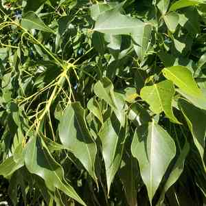 Kurrajong(Brachychiton populneus)