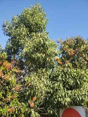 Kurrajong(Brachychiton populneus)