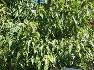 Kurrajong(Brachychiton populneus)