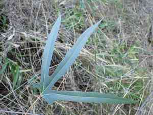 Kurrajong(Brachychiton populneus)