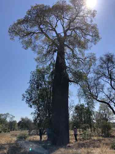Queensland bottle tree(Brachychiton rupestris)