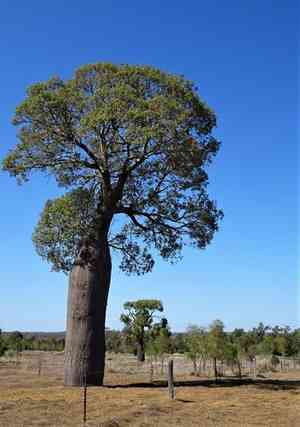 Queensland bottle tree(Brachychiton rupestris)