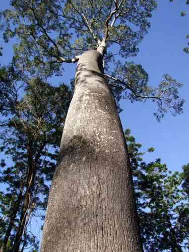 Queensland bottle tree(Brachychiton rupestris)