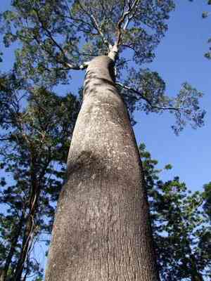 Queensland bottle tree(Brachychiton rupestris)