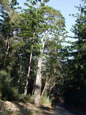 Queensland bottle tree(Brachychiton rupestris)