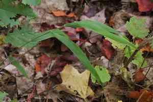 Northern shorthusk(Brachyelytrum aristosum)