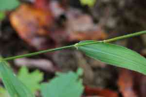 Northern shorthusk(Brachyelytrum aristosum)