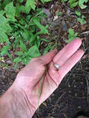 Northern shorthusk(Brachyelytrum aristosum)