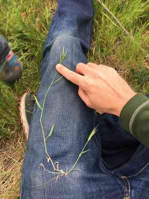 Purple false brome(Brachypodium distachyon)