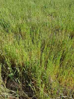 Purple false brome(Brachypodium distachyon)