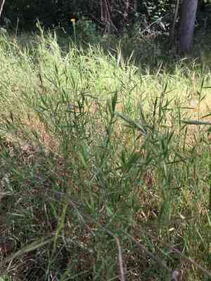 Purple false brome(Brachypodium distachyon)