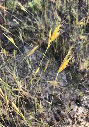 Purple false brome(Brachypodium distachyon)