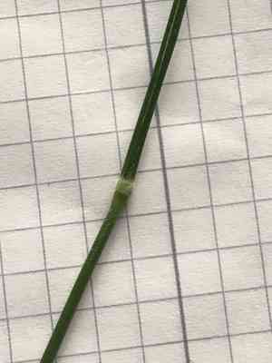False japanese bromegrass(Brachypodium pinnatum)
