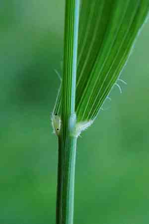 False japanese bromegrass(Brachypodium pinnatum)