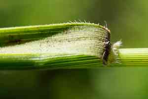 False japanese bromegrass(Brachypodium pinnatum)