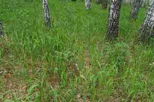 False japanese bromegrass(Brachypodium pinnatum)