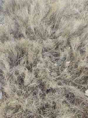 Ramose false brome(Brachypodium retusum)