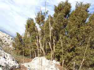 Ramose false brome(Brachypodium retusum)