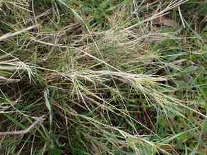 Ramose false brome(Brachypodium retusum)