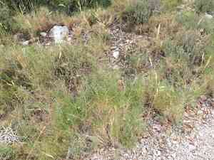 Ramose false brome(Brachypodium retusum)