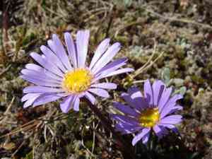Brachyscome (Brachyscome)(Brachyscome)