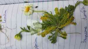 Brachyscome (Brachyscome)(Brachyscome)