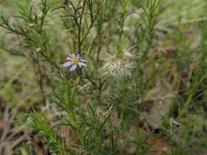 Brachyscome (Brachyscome)(Brachyscome)