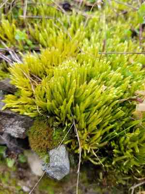 Brachythecium moss(Brachythecium albicans)