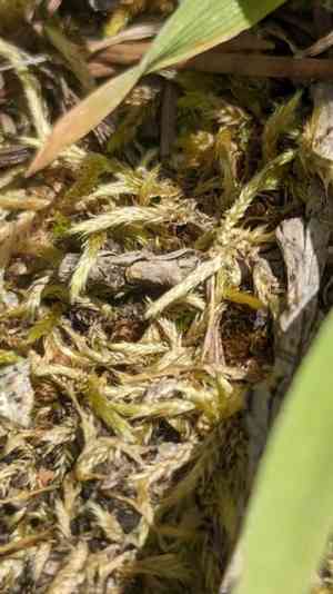 Brachythecium moss(Brachythecium albicans)