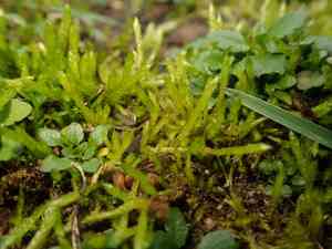 Brachythecium moss(Brachythecium albicans)