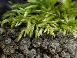 Brachythecium moss(Brachythecium campestre)