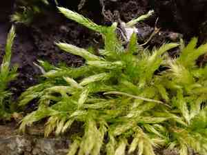 Brachythecium moss(Brachythecium campestre)