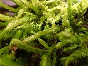 Brachythecium moss(Brachythecium campestre)