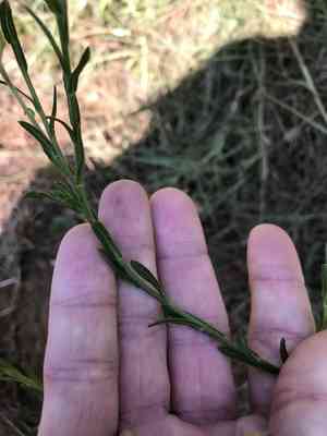 Soft goldaster(Bradburia pilosa)